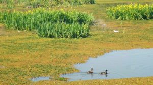 Lee más sobre el artículo Reserva Ecológica: Denuncian abandono y desidia