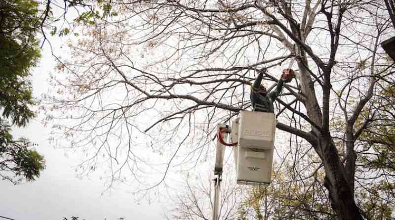 En este momento estás viendo En la Ciudad se implementó un plan estratégico de poda